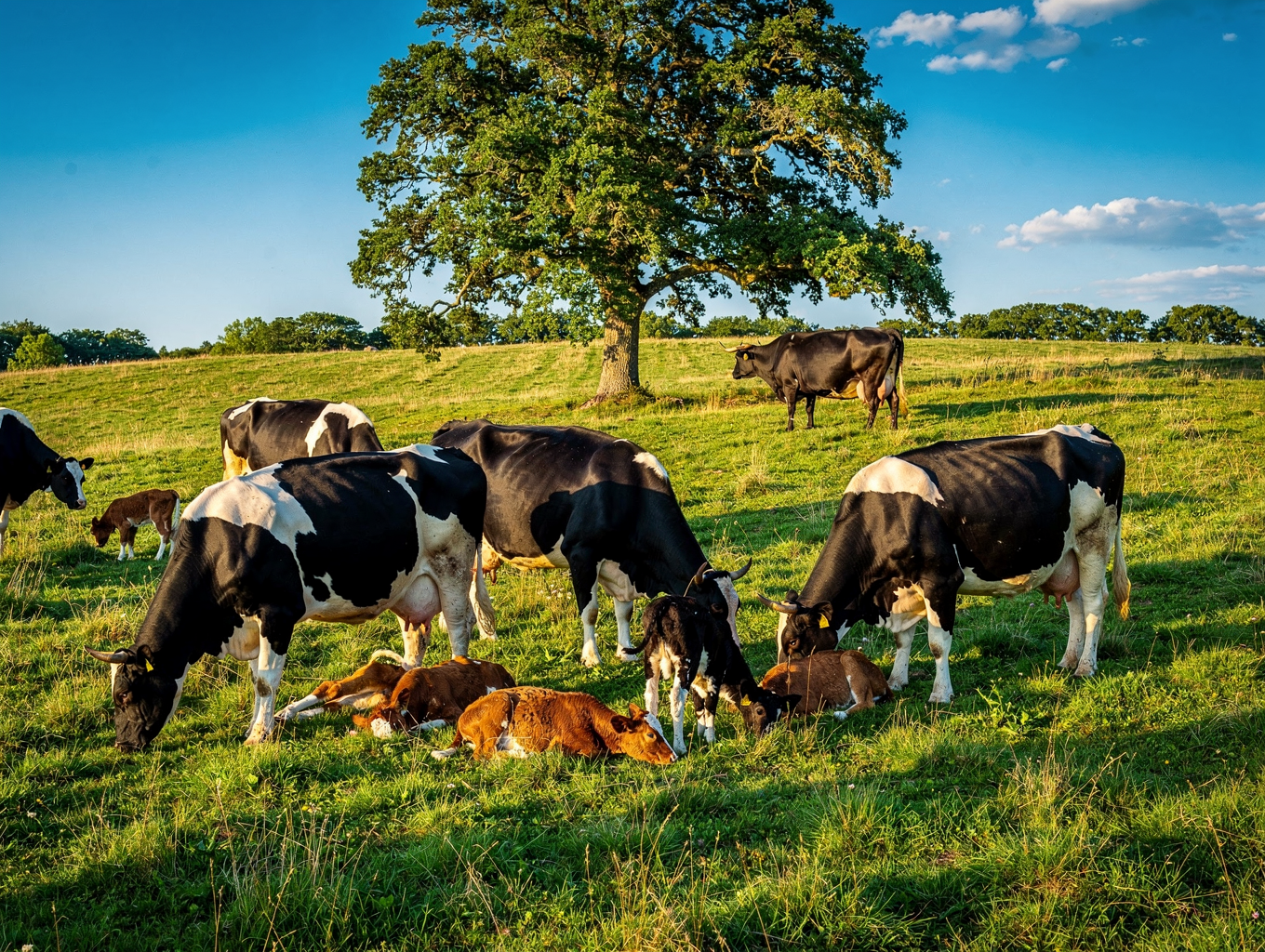 Pasture landscape and cattle management operations at Santello Cattle Company