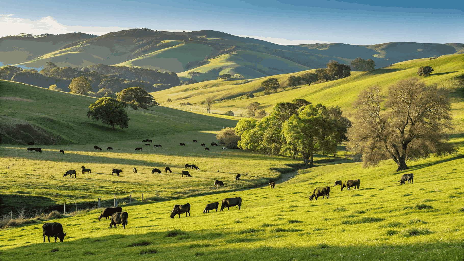 Commercial herd grazing peacefully on expansive open pasture ranchland